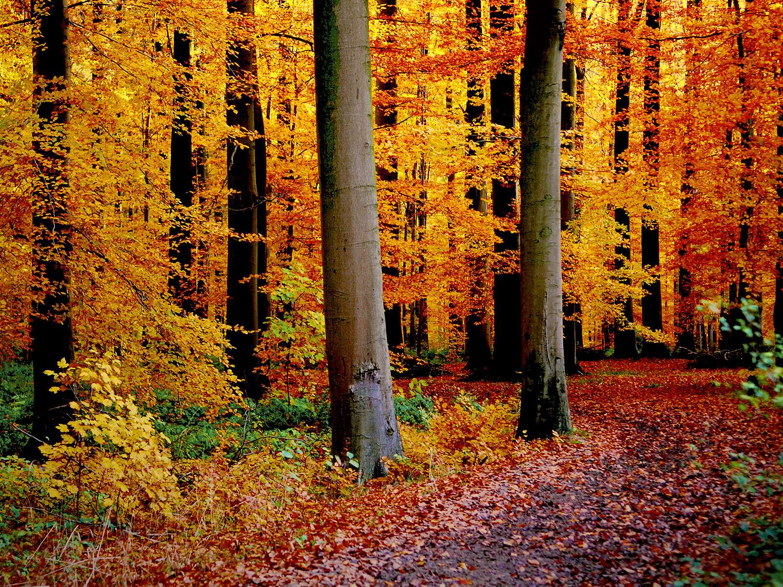 Vue automnale de la forêt de Soignes Belgique