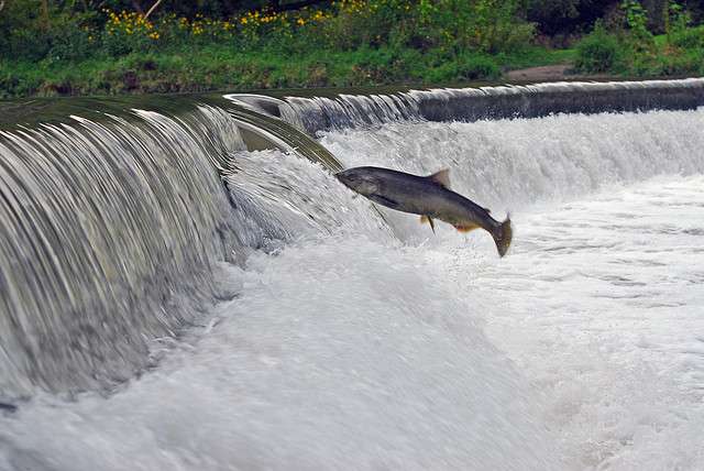 Pourquoi Et Comment Les Saumons Remontent Ils Les Rivi Res