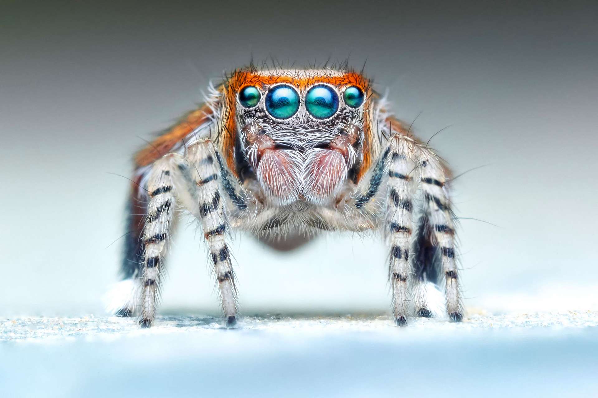 Une Mignonne Petite Araign E Photos Futura