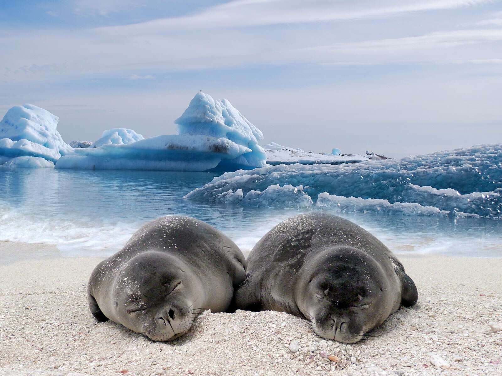 B B S Phoques Sevr S L Heure De La Sieste Fond D Cran Et Images