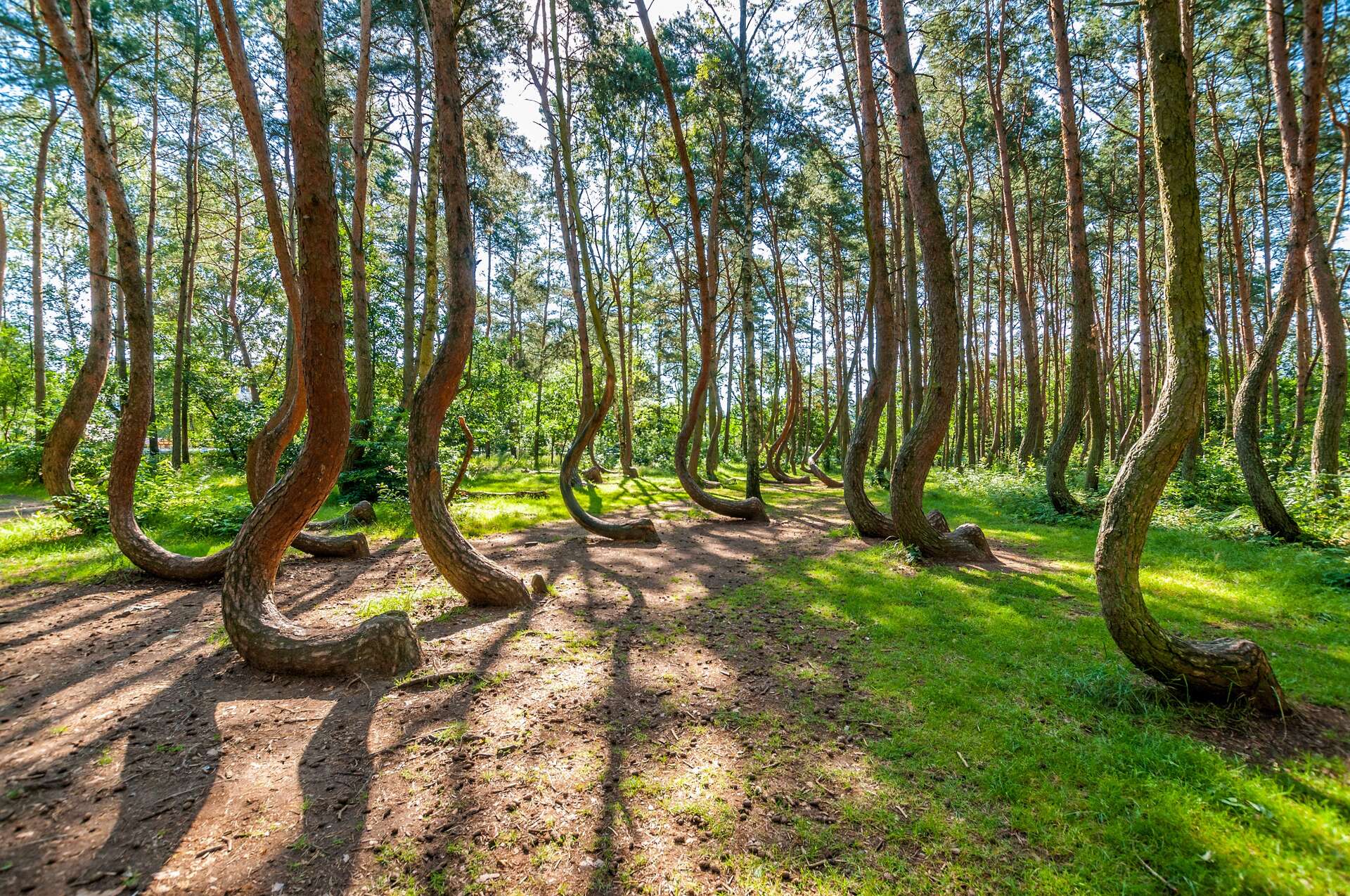 Le Myst Re De La For T Des Arbres Tordus En Pologne