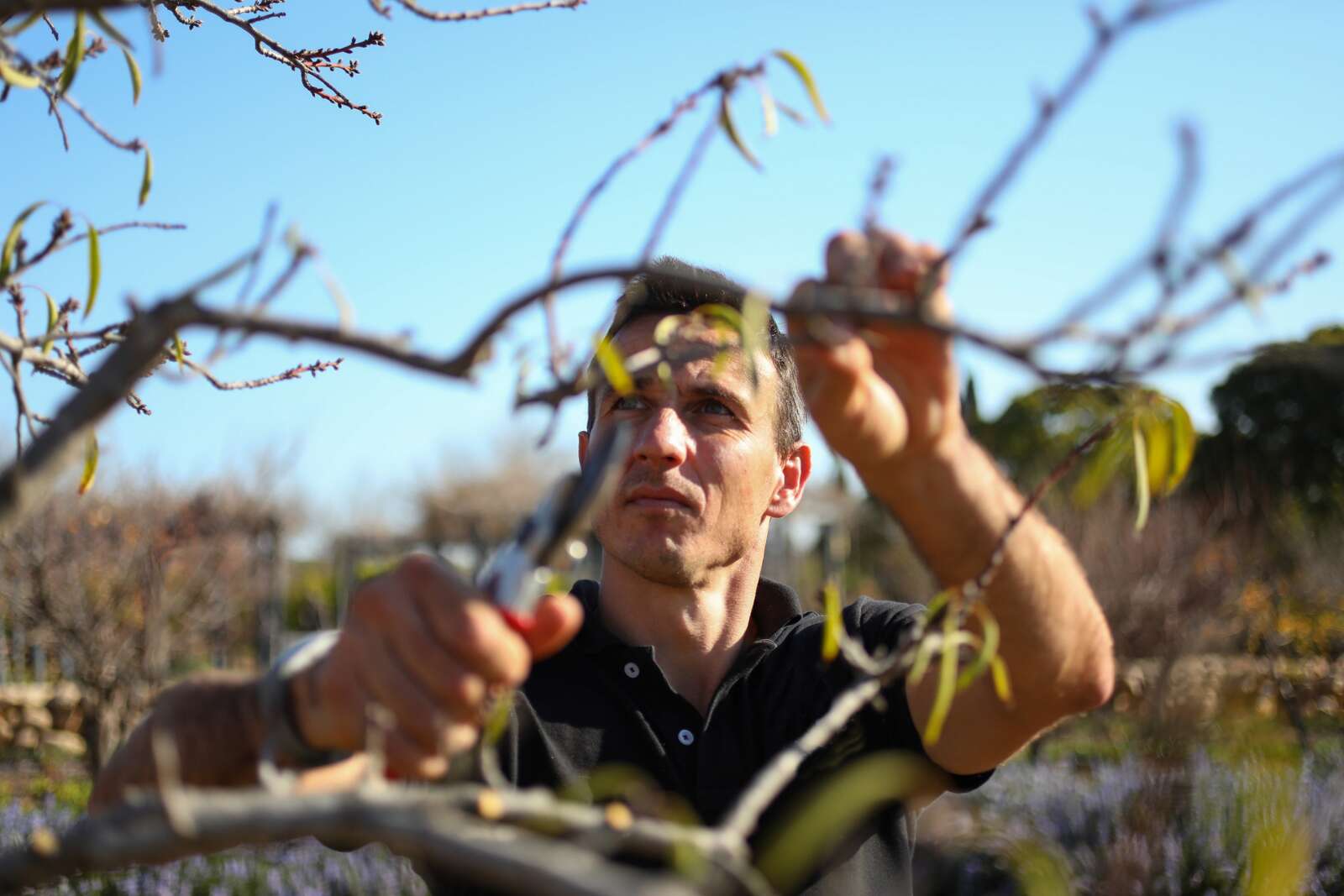 C Est Maintenant Que Vous Devez Tailler Ces 3 Arbres Fruitiers Pour