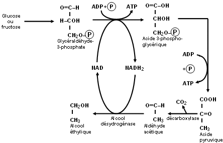 Fermentation Lactique Quation