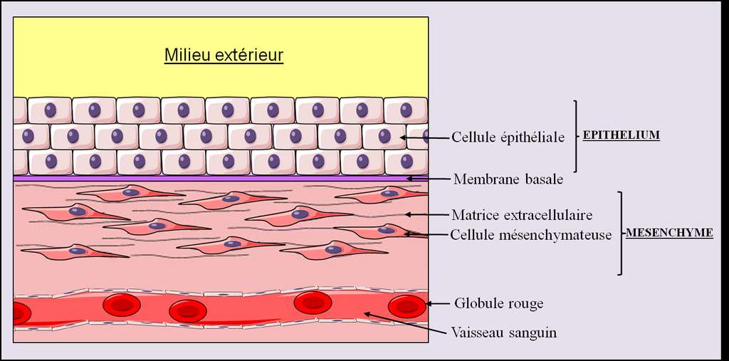 De la cellule au tissu mésenchyme et épithélium Dossier