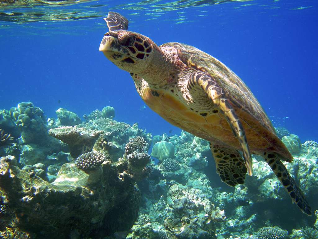 Définition Tortue imbriquée Tortue à écailles Tortue à bec de