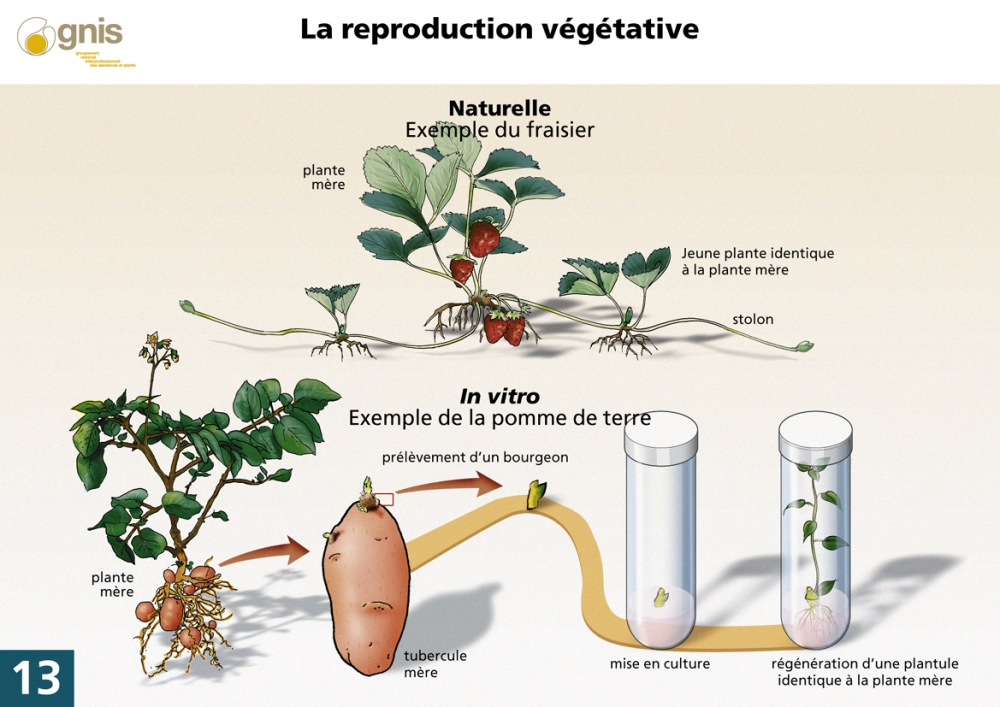 Définition Reproduction végétative