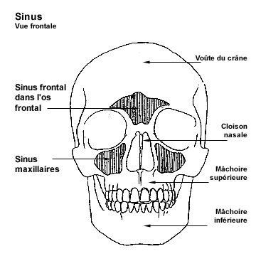 Schéma des sinus. © DR Schéma des sinus. © DR