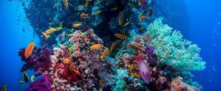 Plus de la moitié des récifs coralliens a disparu en trente ans. © Irochka, Fotolia Plus de la moitié des récifs coralliens a disparu en trente ans. © Irochka, Fotolia
