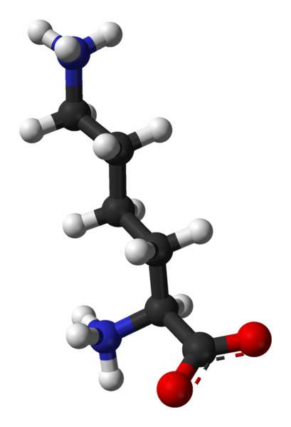 La lysine est un acide aminé essentiel. © Ben Mills, Wikimedia, domaine public