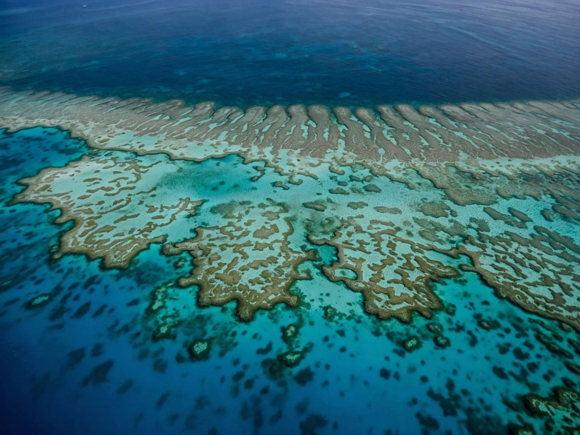 01aa8247fa_50231740_ocean-surchauffe-corail-ecosysteme.jpg