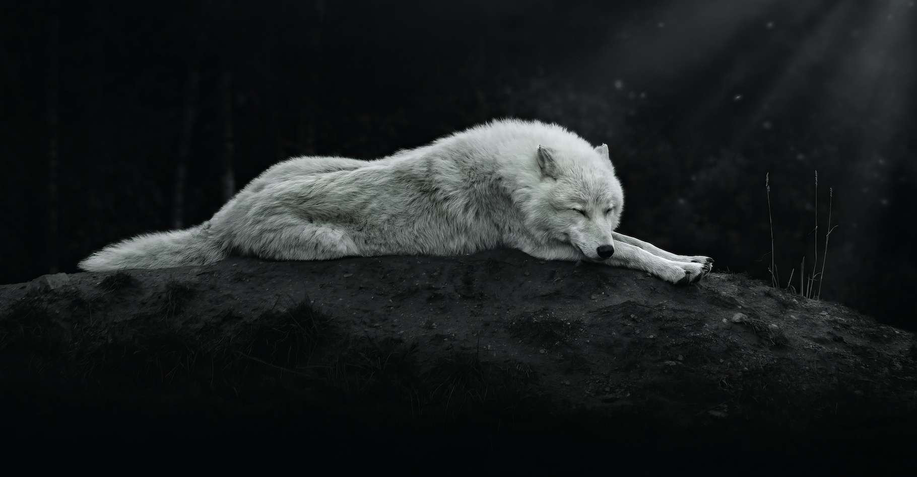Dans la tête d'un loup qui dort