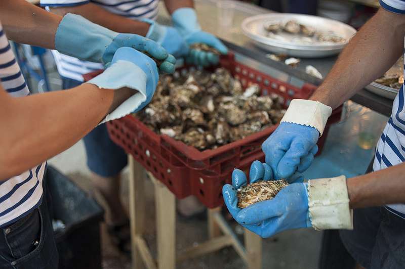 Comment les huîtres fabriquent-elles des perles ?