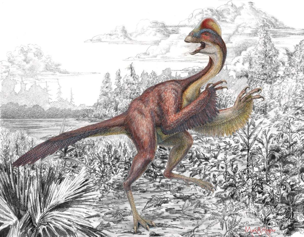 Le « poulet de l'enfer », un nouveau dinosaure