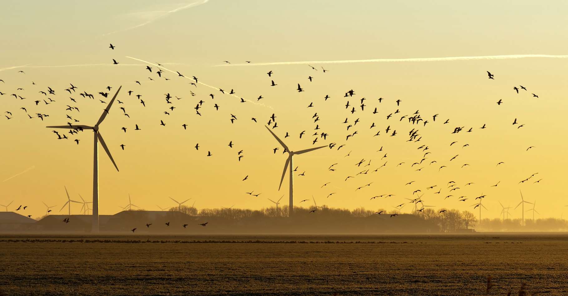 Des chercheurs montrent que l’installation massive de parcs éoliens et de fermes solaires en Californie a un effet néfaste sur les populations d’oiseaux. © Naj, Adobe Stock
