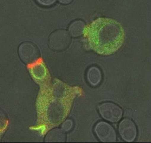 La phagocytose révélée par des microfilaments fluorescents