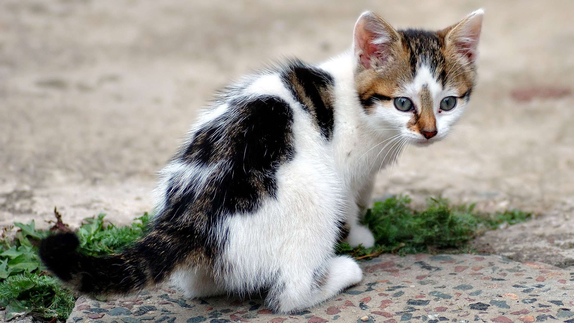 Chaton tout mignon Photos Futura