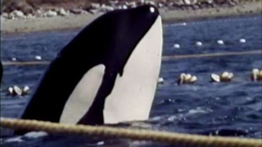 Vidéo Blackfish, une enquête sur l’histoire de Tilikum
