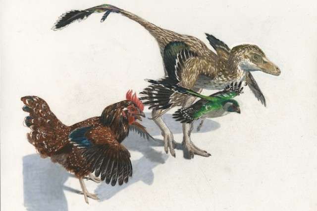 Reproduction des oiseaux - WanimoVéto