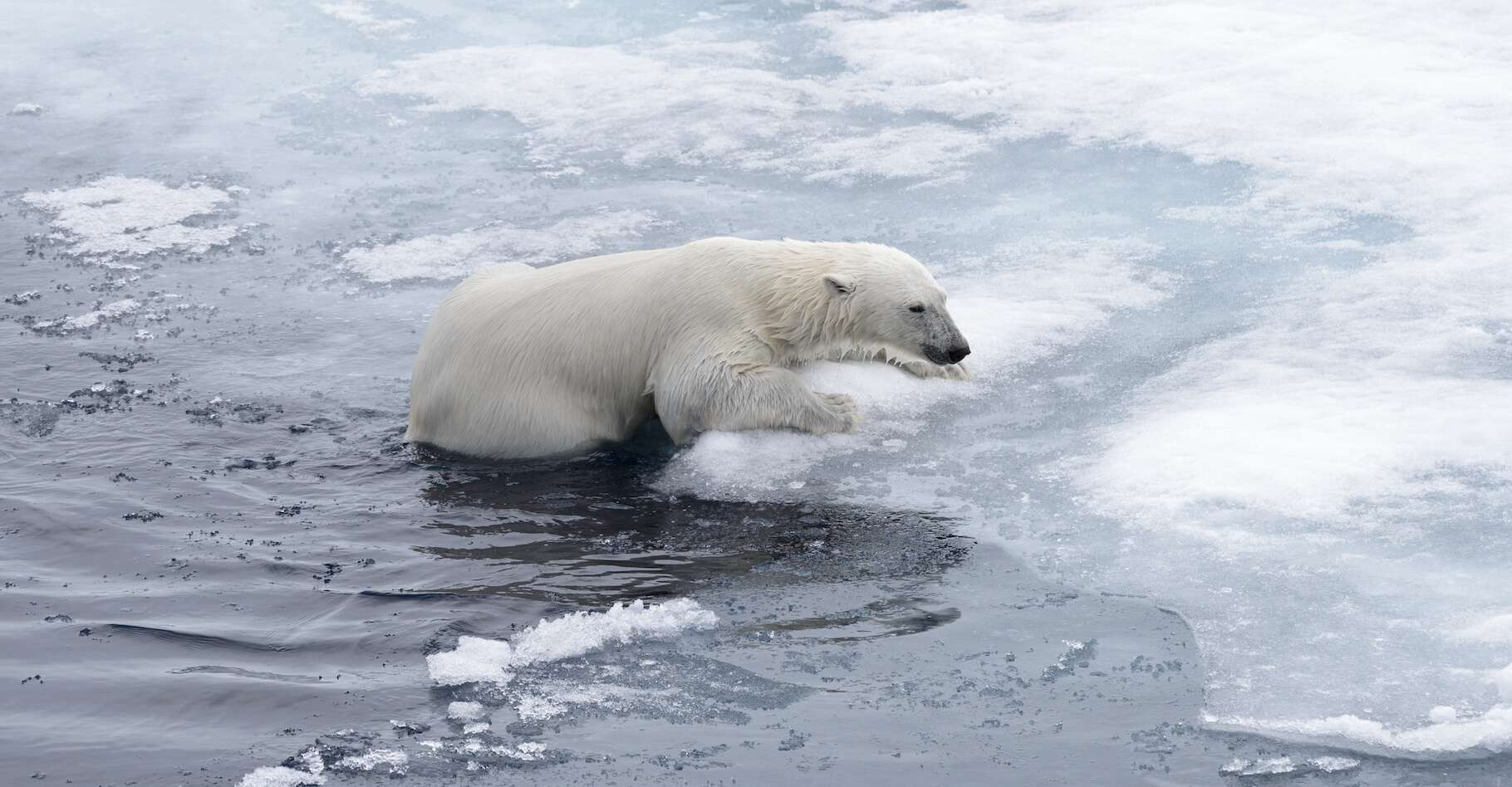 Hoe bedreigt de snelle opwarming in het noordpoolgebied de hele planeet?