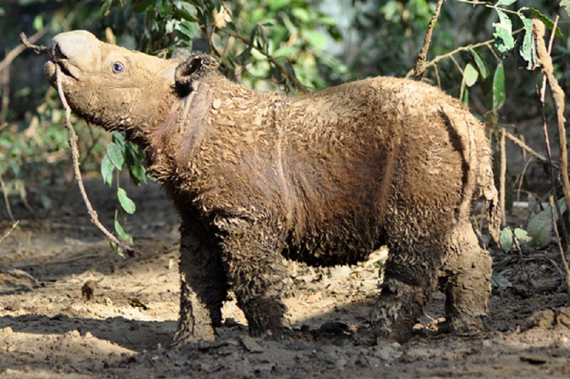 Le rhinocéros de Sumatra n’est pas mort : il a été retrouvé… à Bornéo