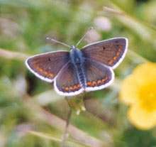 La diversité des paysages au service des papillons Les populations d’argus brun (Aricia agestis) sont plus stables dans des paysages diversifiés. © Centre for Ecology & Hydrology