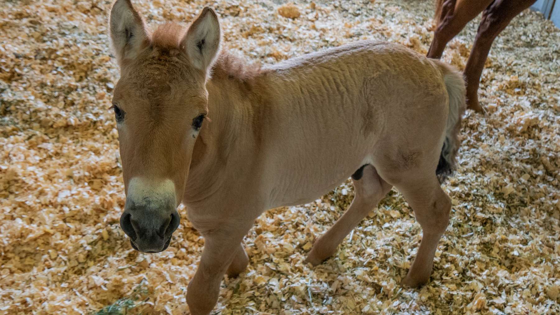 Breve Naissance D Un Poulain De Przewalski Clone Pour Sauver L Espece