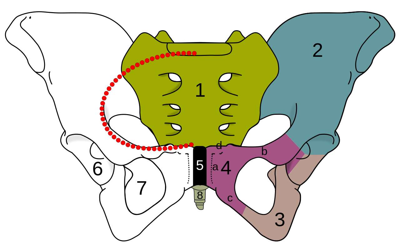 Le bassin comprend le sacrum (1), l'ilium ou ilion (2), l'ischium ou ischion (3), le pubis (4), la symphyse pubienne (5), l'acetabulum (6), le foramen (7) et le coccyx (8). © Fred the Oyster, Wikipedia, CC by-sa 4.0