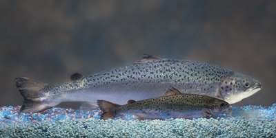 Le saumon sauvage, au premier plan, ne fait pas le poids face au saumon AquAdvantage, qui a pourtant le même âge. © AquaBounty Technologies