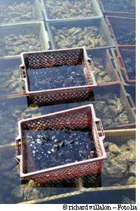 En bref : Charente et Vendée privées de fruits de mer La tempête Xynthia a laissé aussi des traces dans la mer... et dans les mollusques, en particulier ceux qui, à l'instar des moules, se nourrissent en filtrant l'eau. © Richard Villalo/Fotolia