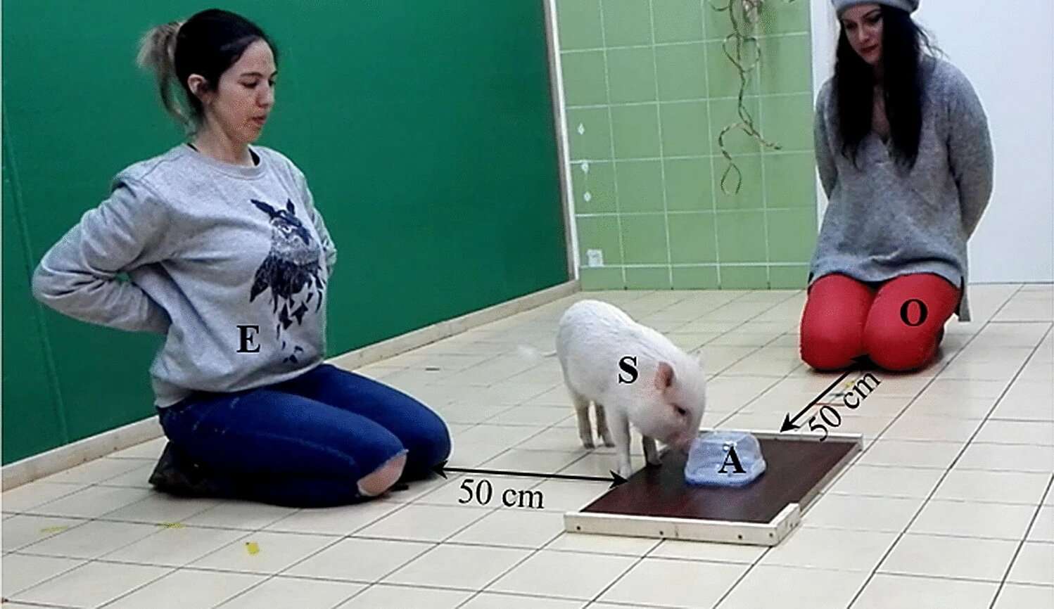 La différence entre chiens et cochons tient dans cette énigme