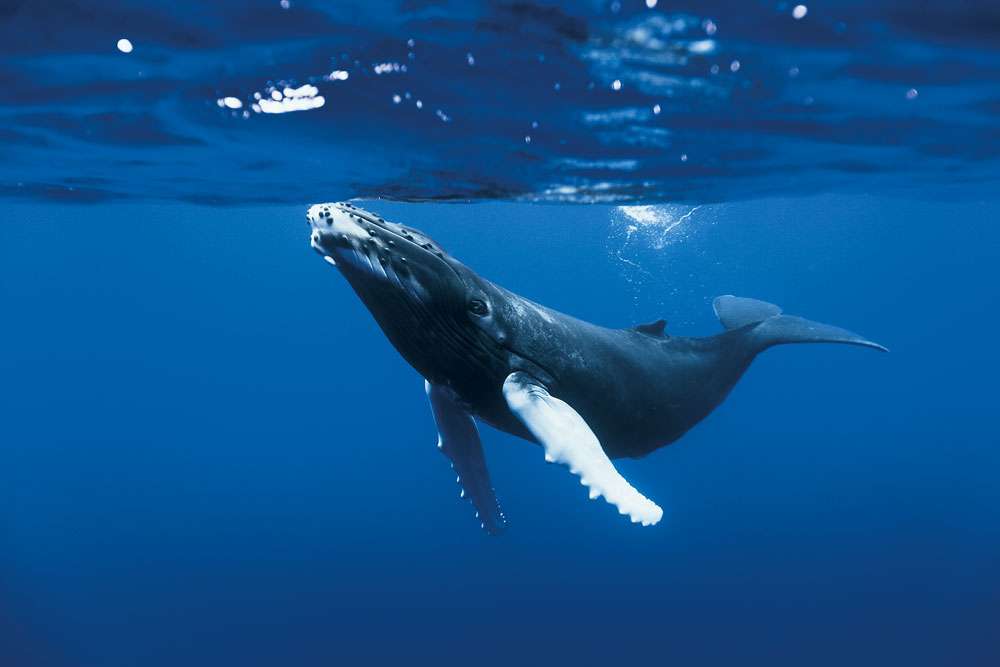 La baleine à bosse, un animal de taille Photos Futura