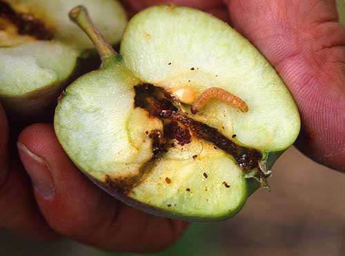 Une larve de carpocapse dans une pomme
