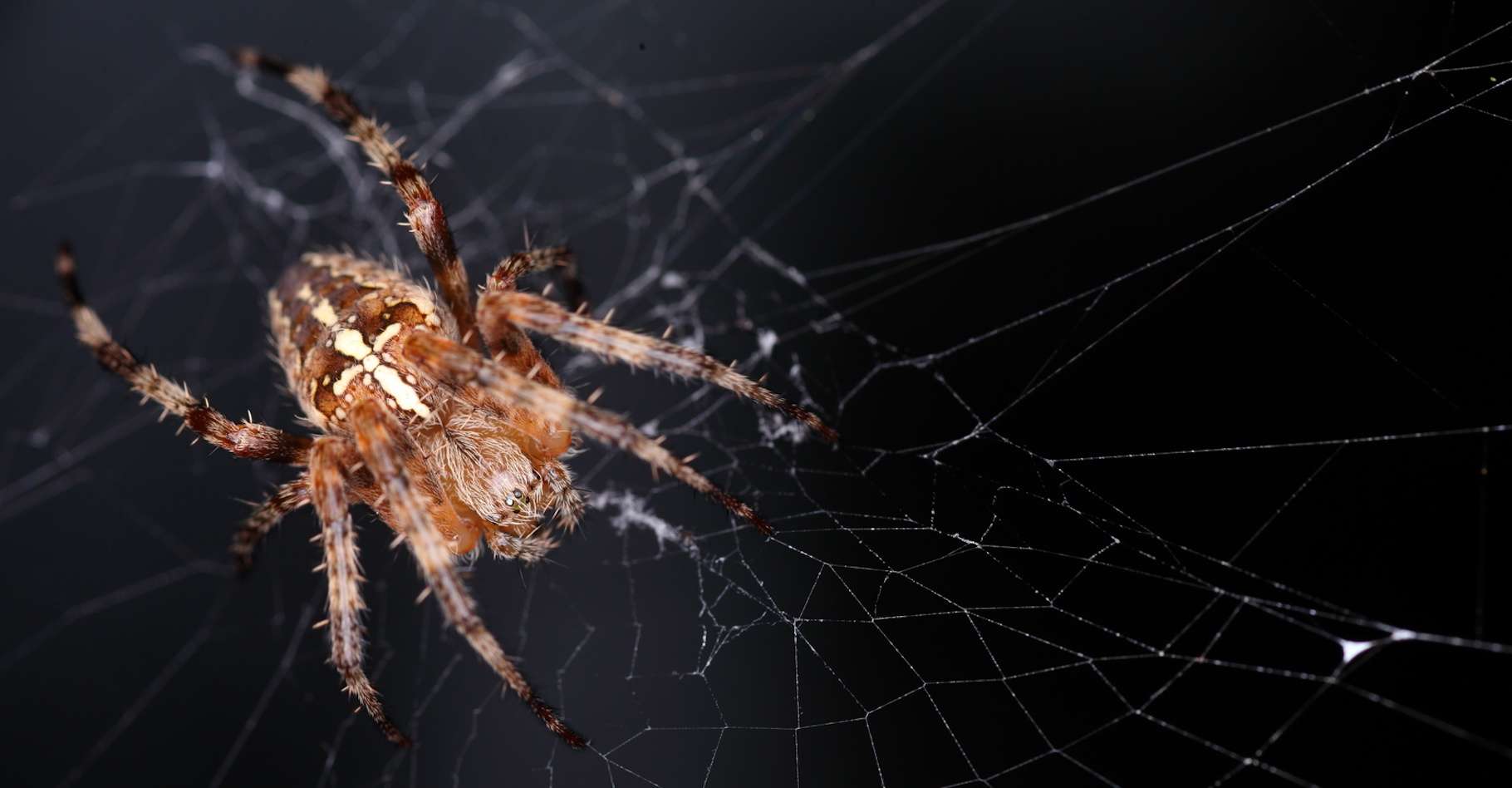Une recherche sur la soie d'araignée a conduit à un nouveau type de  microphone - Enerzine