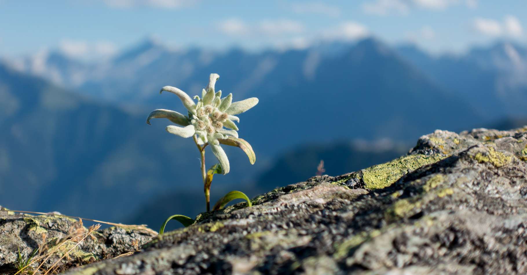Edelweiss : caractéristiques d'une plante rare et protégée (Leontopodium  alpinum) | Dossier