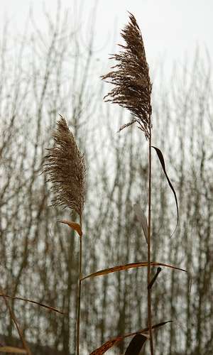 Definition Macrophyte Futura Planete