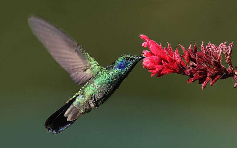 En Vidéo Le Colibri Utilise Un Piège Pour Se Nourrir