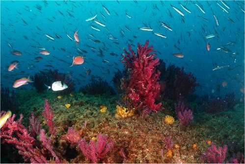 Les fonds marins, très riches au pied des Calanques (ici des gorgones rouges), méritent aussi qu’on prenne soin d’eux. © H. Thédy