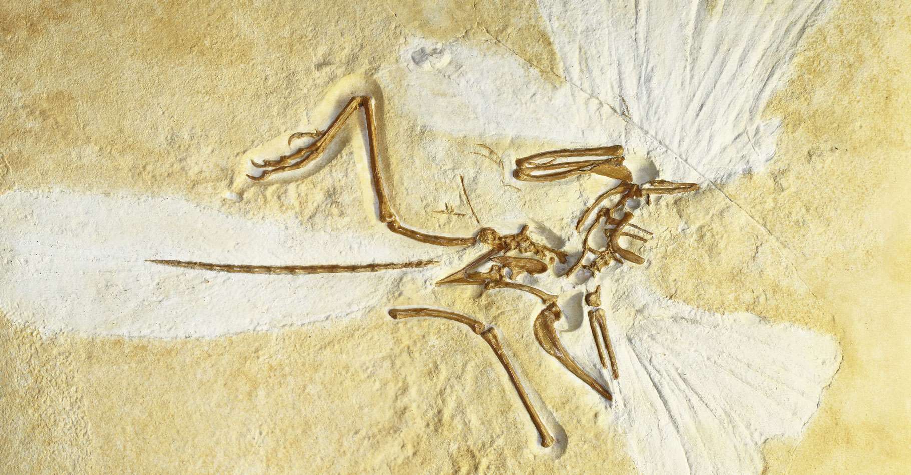 Археоптерикс. Era Archaeopteryx. Образ жизни археоптерикса. Археоптерикс скелет палеонтология. Археоптерикс картинки.