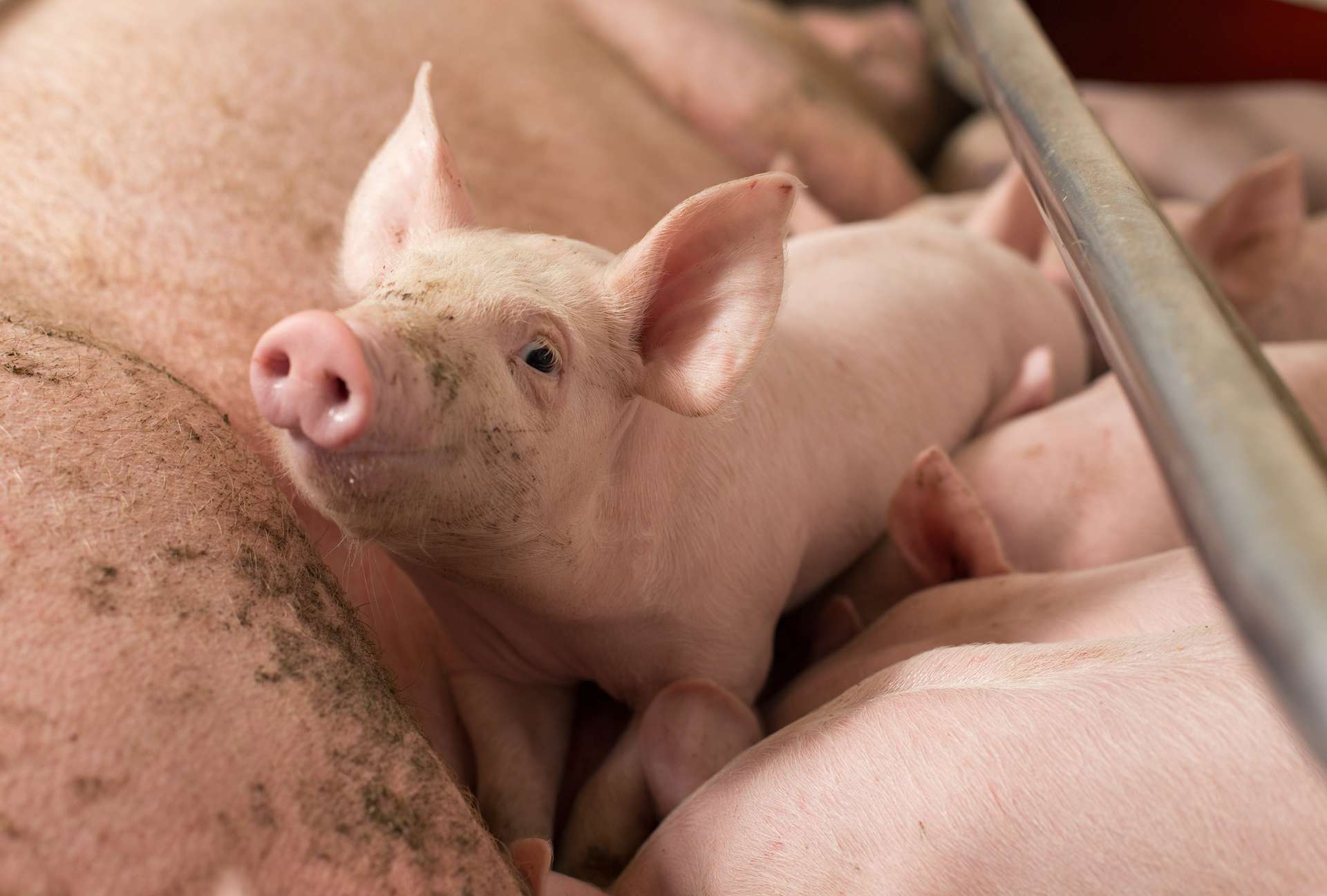 Premiere Mondiale Naissance De Deux Bebes Chimeres Cochon Singe