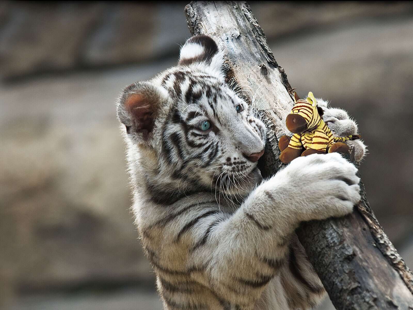 Лапка тигра. Гималайский тигр. Белый Тигренок. Когти тигра. Лапы тигра.