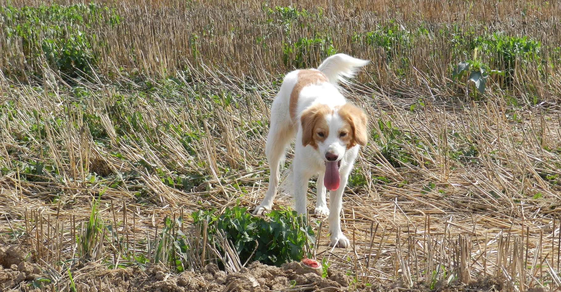 complications du coup de chaleur chez le chien