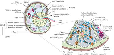 rencontres immunologie