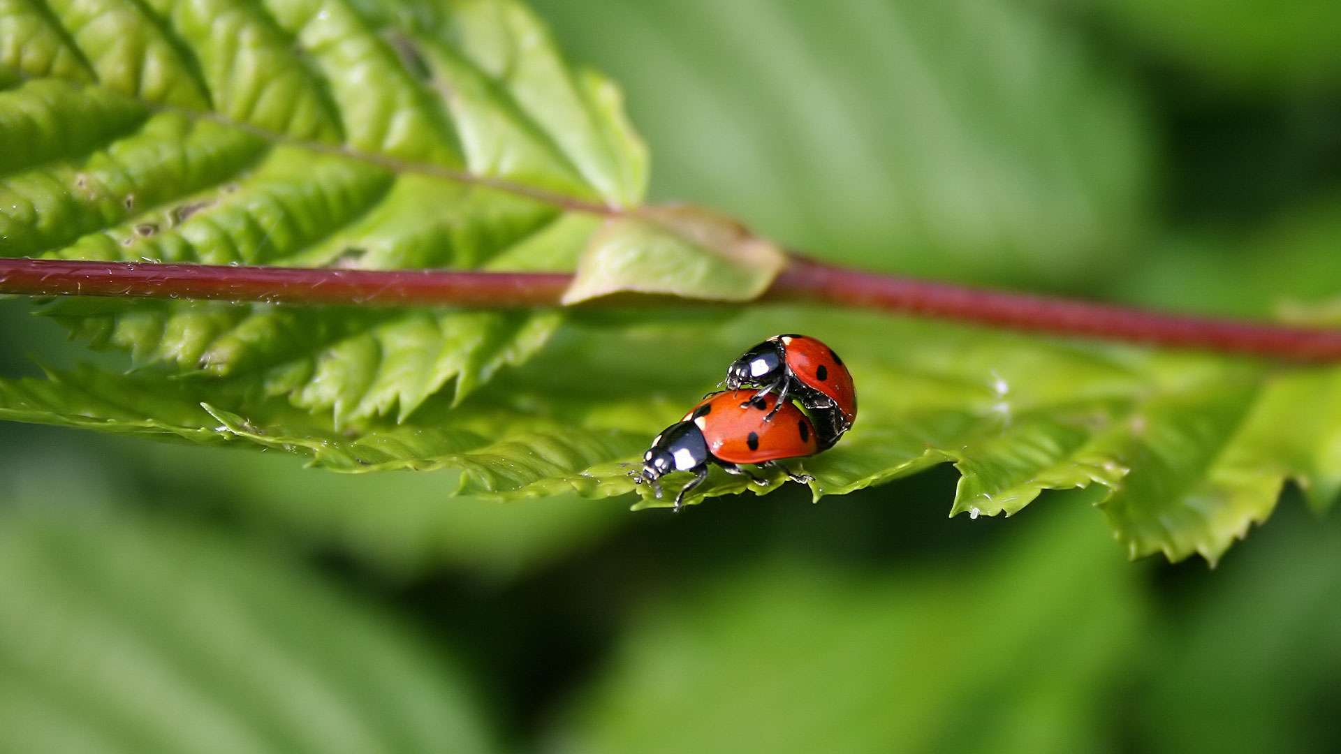 L accouplement pique de deux coccinelles au c ur de l t