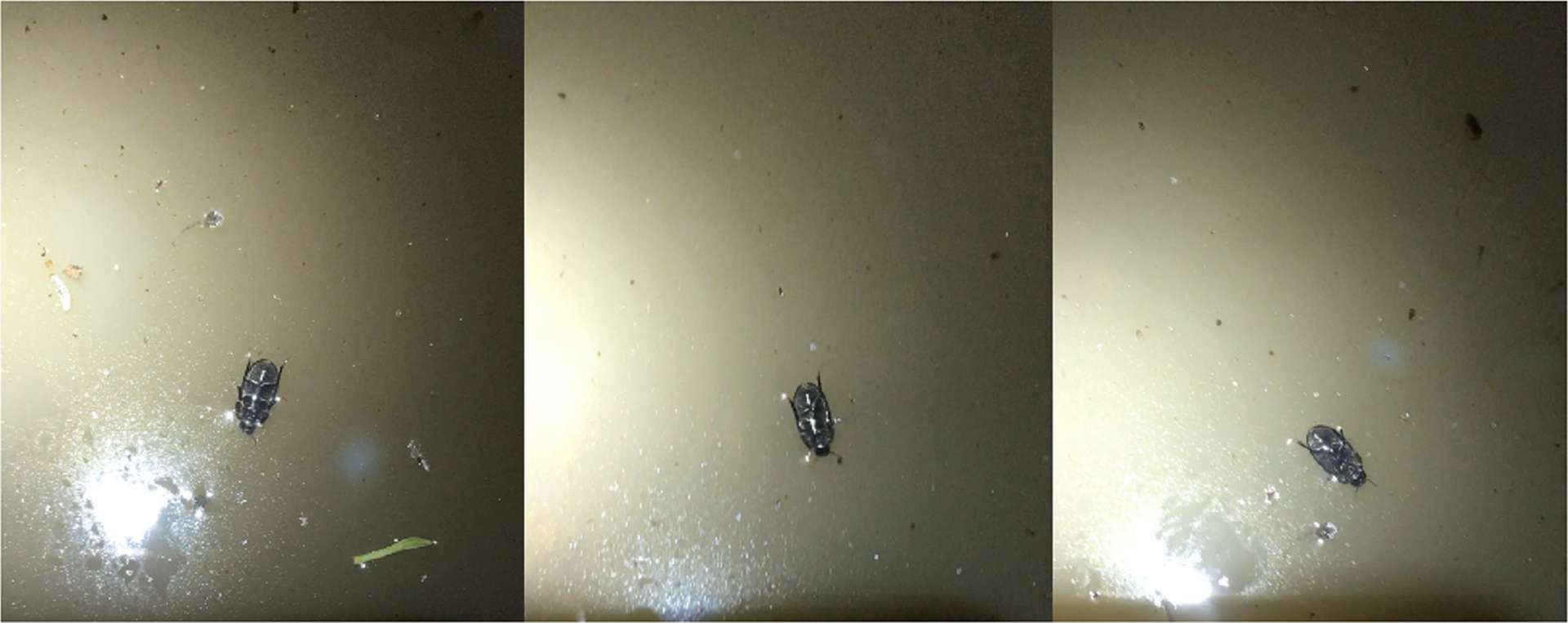 Ce coléoptère utilise une bulle d'air pour marcher sous la surface de l’eau. © John Gould