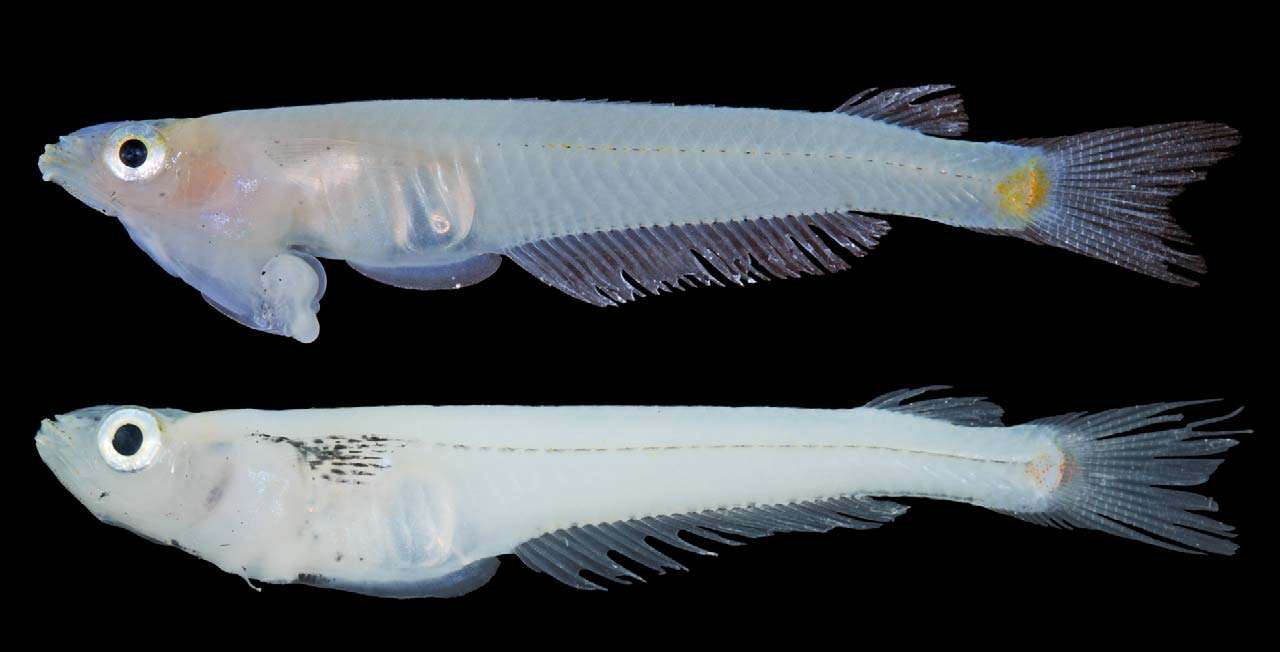 Le poisson du dessus est un Phallostethus cuulong mâle présentant une taille standard (SL) de 22,5 mm. Ses attributs sexuels sont visibles sous la tête. Une femelle de 23,7 mm SL est présentée en dessous. Son pore génital se situe juste en arrière de la tête, au tout début de l'abdomen. © Shibukawa et al. 2012, Zootaxa