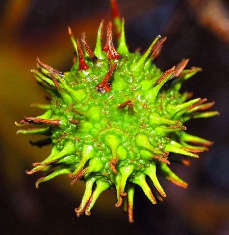 fruit du liquidambar styraciflua