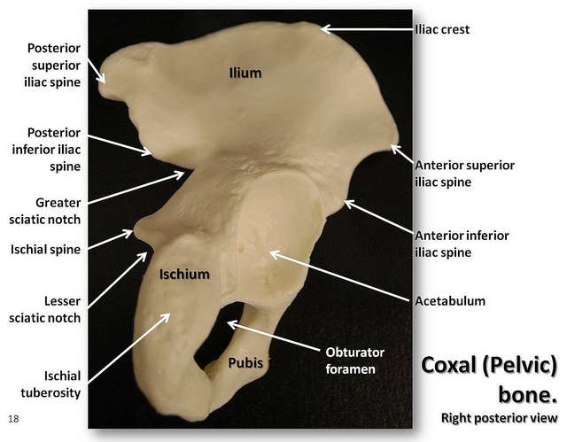 L’os coxal est formé de l’ilium, de l’ischium et du pubis, qui sont soudés chez l'adulte. © Rob Swatski, Harrisburg Area Community College - York Campus, York, PA , Flickr, CC by-nc 2.0
