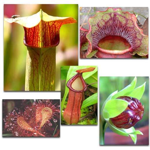 Les Plantes Carnivores Dossier Les Plantes Carnivores Dossier