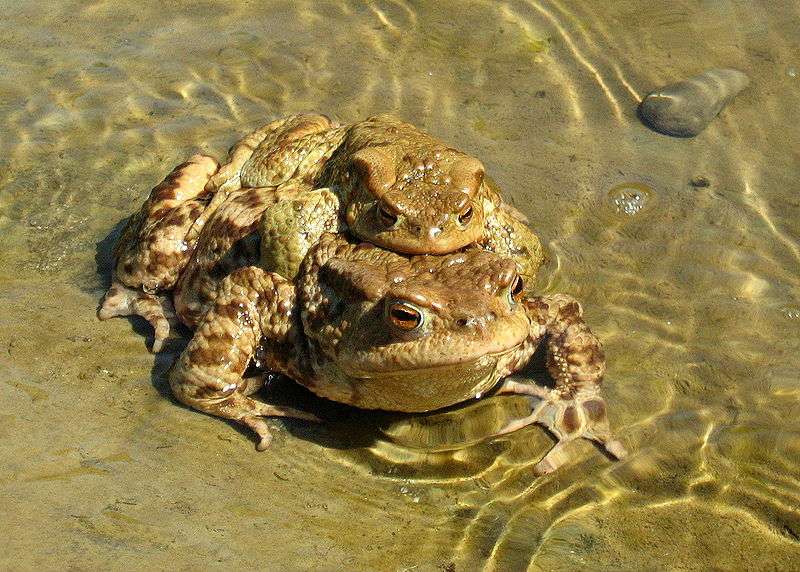 definition crapaud commun bufo bufo futura planete
