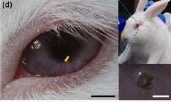 Des lentilles de contact... avec un écran Led Les chercheurs coréens ont testé leurs lentilles à Led sur des lapins dont la taille des yeux est proche de celle des humains. Les cobayes les ont portées durant cinq heures sans montrer de signes de gêne ni d’irritation. © Ulsan National Institute of Science and Technology